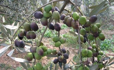 橄榄-药用植物花谱-图片