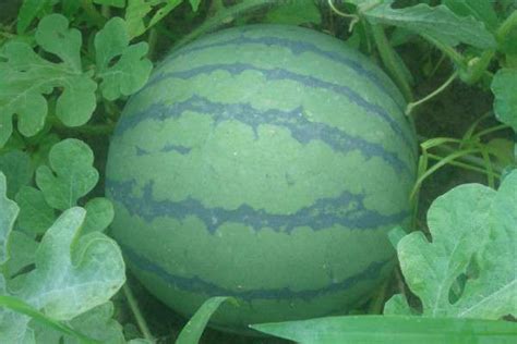 西瓜种类有哪些（夏天常见的西瓜介绍） – 碳资讯