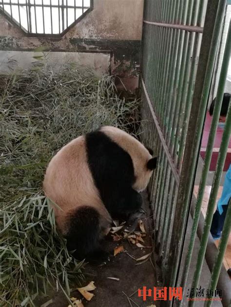 大熊猫9个月暴瘦60斤？兰州动物园再遭质疑-中国网