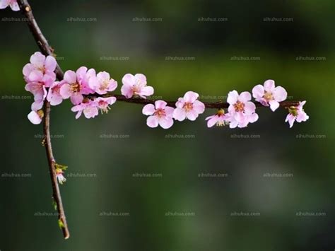 实拍！白水带桃花园的桃花开了，等你来赏！_工作动态_江门市文化广电旅游体育局