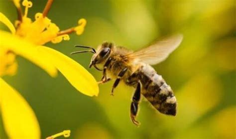 蜜蜂的特点有哪些-农百科
