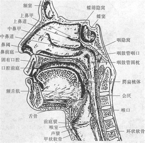嗓子结构示意图图片