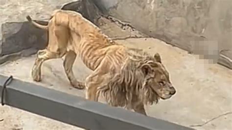 动物世界-两头威武的狮子 - 素材公社 tooopen.com