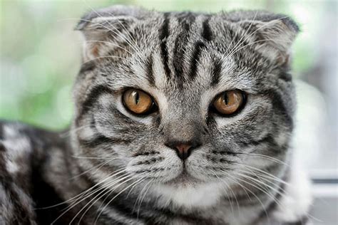 银虎斑猫图片