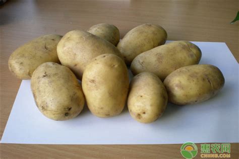 土豆怎么种植方法-农百科