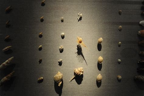 螺类标本 生物厅 中国地质博物馆烟台馆 烟台自然博物馆