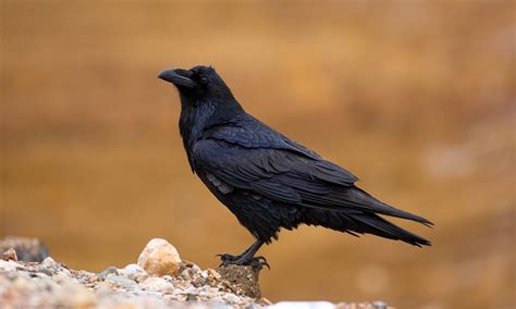 一只黑鸟高清图片下载-正版图片504354897-摄图网