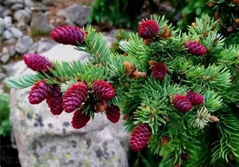松树花图片