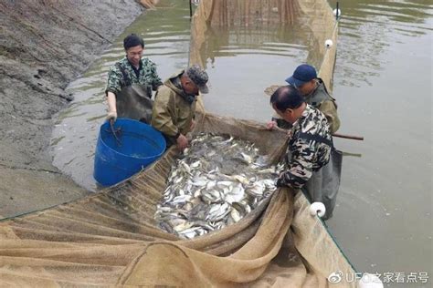 金龙 水族鱼网 4、6寸网 鱼捞 鱼缸水族箱水族用品捞网鱼捞 - 阿里巴巴专栏