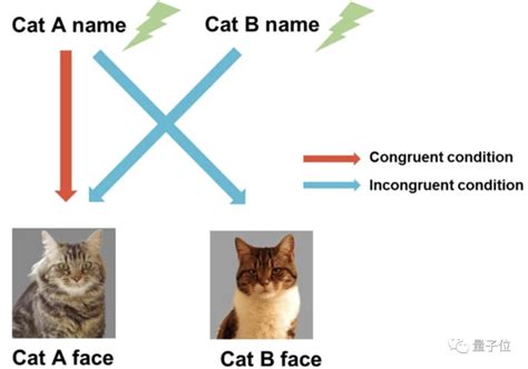 猫咪是怎么认识名字的？三种方法齐上阵，定能让猫咪知道自己名字-搜狐大视野-搜狐新闻