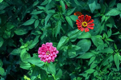 夏日两朵野花摄影图高清摄影大图-千库网