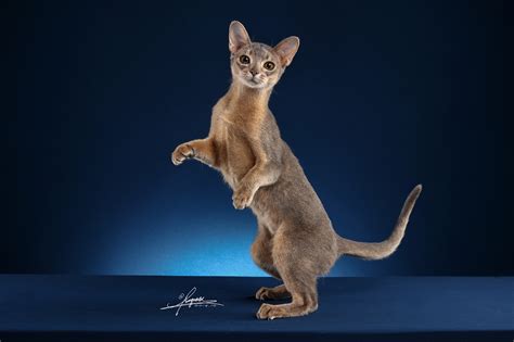 阿比西尼亚猫_AMYWORKS赛猫摄影-站酷ZCOOL