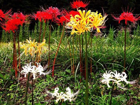 彼岸花的花语是什么？彼岸花的寓意和象征-花卉百科-中国花木网