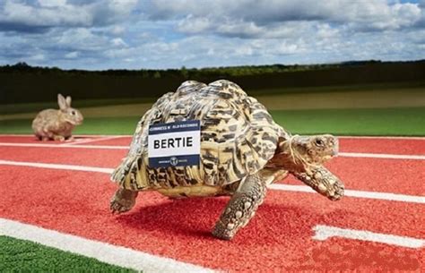 世界上跑得最快的10种动物，乌龟竟然在列，速度堪比“博尔特”！|旗鱼|速度|游隼_新浪新闻
