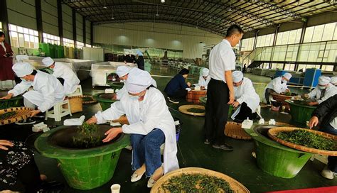 六枝特区2021年茶产业发展新闻发布会如火如荼举行_澎湃号·媒体_澎湃新闻-The Paper