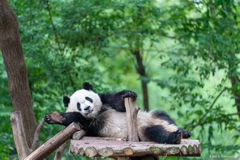 秒懂百科关于熊猫的，秒懂百科熊猫的资料