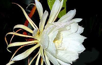 世界十大最稀有罕见的花，玉葡萄位居榜首！(3)_巴拉排行榜