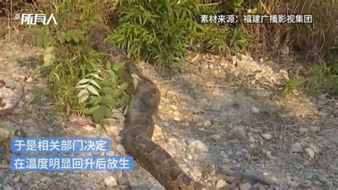 工地发现76斤的蟒蛇，民警野外放生_手机新浪网