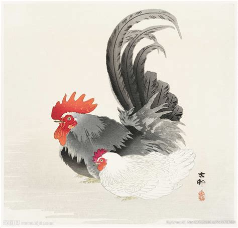 水彩画－鸡|纯艺术|绘画|沐乐九 - 原创作品 - 站酷 (ZCOOL)
