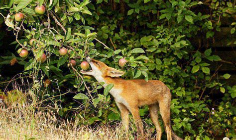 狐狸吃什么食物为主（野生狐狸最喜欢的水果）-大盘站 - 大盘站