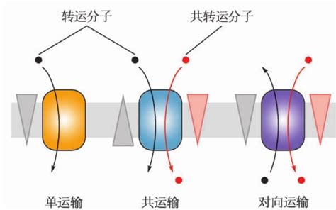 阴离子基团促进阳离子传输的新视角 - 中国科学院物理研究所