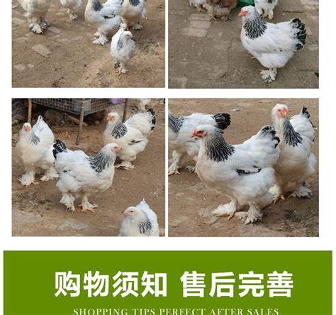 巨型婆罗门鸡种蛋梵天鸡纯种观赏鸡受精蛋可孵化宠物受精卵鸡蛋-阿里巴巴