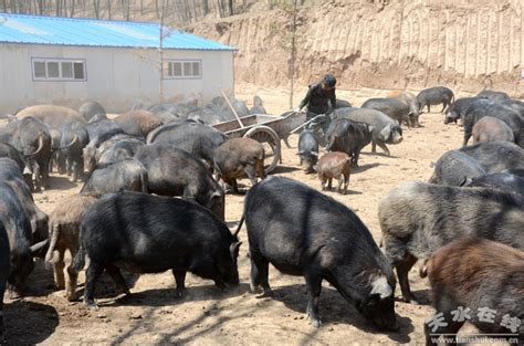 【甘肃经济日报】清水：家猪散养引来“贵族猪”(图)--天水在线