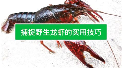野生小龙虾什么季节有，小龙虾成熟季节 - 鲜淘网