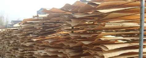 实拍现代造纸过程，木头是如何变成纸的？看完真佩服人类的智慧！