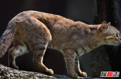 非洲金猫（猫科猫亚科狞猫属动物） - 胖萌舍宠物网