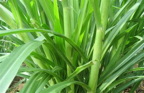 皇竹草、甜象草和巨菌草有什么区别（哪个更好）-花草百科