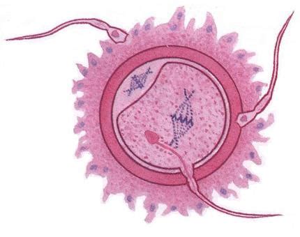 精子穿过卵子透明带生殖图谱,受精过程图,受精原理图孕育图库