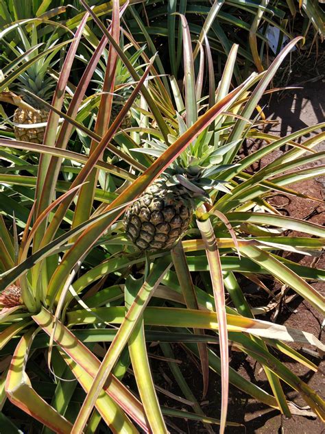 菠萝种植园高清图片下载-正版图片600142459-摄图网