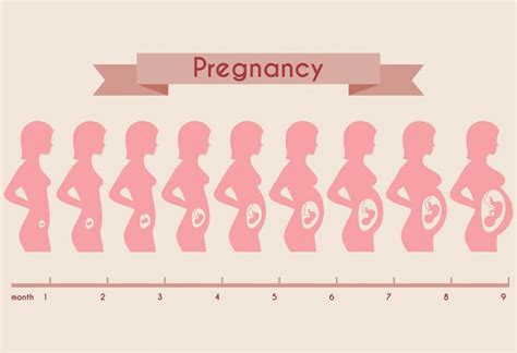 1-40周胎儿发育过程（上）！|胎教_新浪新闻