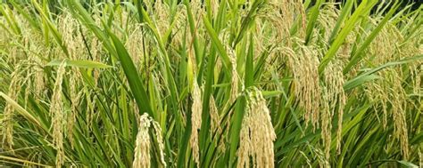 【南\/北方水稻种植时间_一年几熟_什么时候成熟| 南方的早稻和晚稻播种和收获的时间都】_傻大方