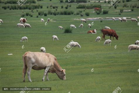 牛羊成群,陆地动物,动物摄影,摄影,汇图网www.huitu.com