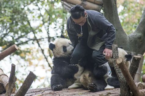 中国大熊猫在国外有多受欢迎？_三思经验网