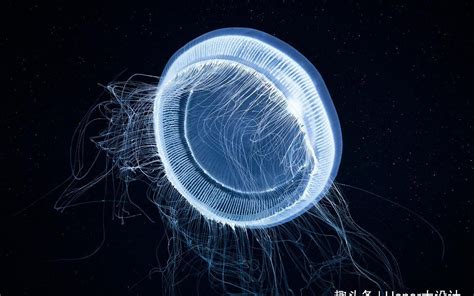 摄影师在日本深海潜水时偶遇罕见巨型野村水母 - 神秘的地球 科学|自然|地理|探索
