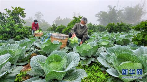 重庆璧山日供蔬菜200余吨 保障中心城区“菜篮子”