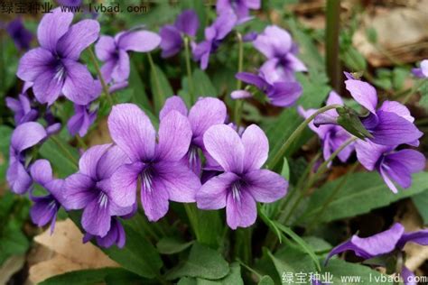 紫花地丁适合在哪里播种?紫花地丁种子去哪买-花事百科-江苏长景园林