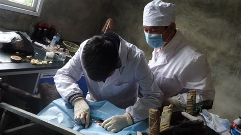 给猪打疫苗，给鸡采血样……这是一场兽医间的激烈角逐_长沙_湖南频道_红网