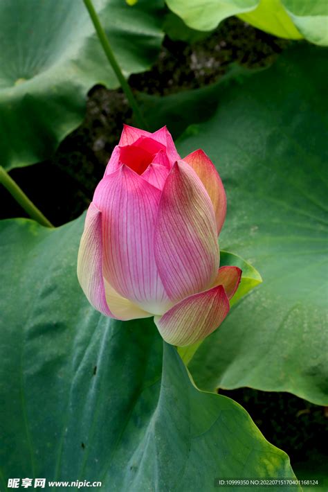 莲花(并蹄莲)荷花图片