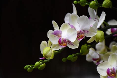 【蝴蝶兰摄影图片】上海植物园生态摄影_太平洋电脑网摄影部落