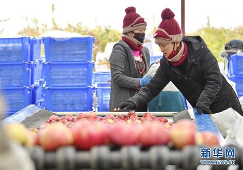 西藏林芝：果农们的生活像糖心苹果一样，甜！_荔枝网新闻