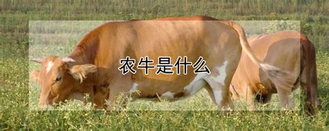 是韩牛好吃还是日本和牛好吃？ - 知乎