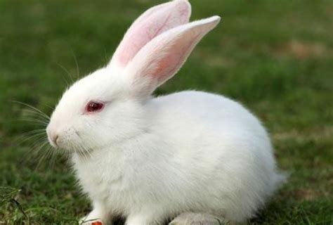 生肖兔：12个月份，12种命运，这几月出生的“兔宝宝”天生好命！