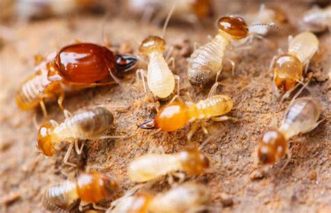 深圳白蚁防治公司解说白蚁危害对高层建筑的影响_问题解答_除四害消杀灭虫网
