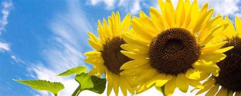 向日葵为什么总是向着太阳-农百科