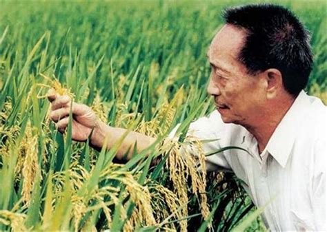 袁隆平团队将全面开展耐盐碱水稻育种工作-天下事-长沙晚报网