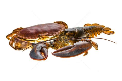 生龙虾和螃蟹高清图片下载-正版图片507079484-摄图网